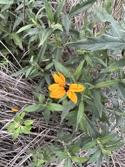 Wedelia hispida