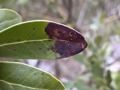 Phytomyza glabricola