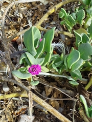 Abronia maritima