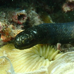 Emydocephalus annulatus