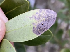 Phytomyza glabricola