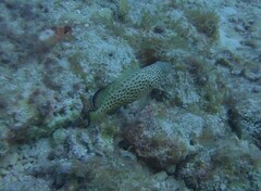 Epinephelus guttatus