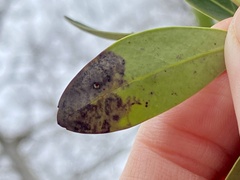 Phytomyza glabricola