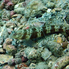 Amblyeleotris periophthalmus