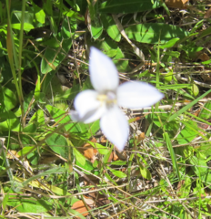 Wahlenbergia albomarginata