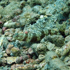 Amblyeleotris periophthalmus