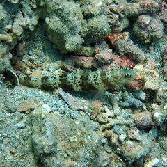 Amblyeleotris periophthalmus