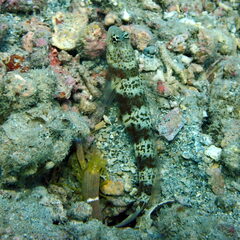 Amblyeleotris periophthalmus