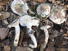 Hygrophorus ponderatus