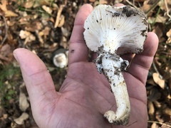 Hygrophorus ponderatus