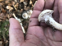 Hygrophorus ponderatus