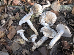 Hygrophorus ponderatus