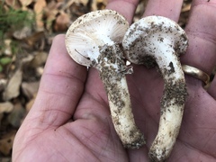 Hygrophorus ponderatus