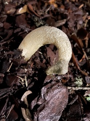 Phallus ravenelii