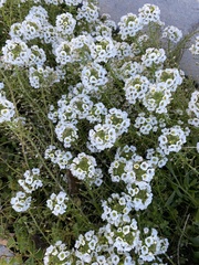 Lobularia