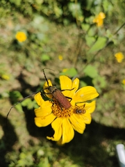 Deltaspis auromarginata