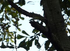 Vireo philadelphicus