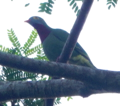 Ptilinopus viridis viridis