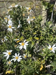 Chiliotrichum diffusum