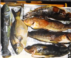 Hexagrammos decagrammus