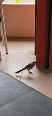 Mimus longicaudatus