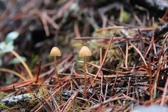 Galerina semilanceata