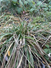 Carex pendula
