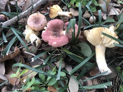 Russula appalachiensis