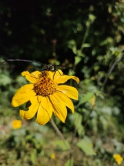 Deltaspis auromarginata