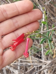 Gambelia juncea