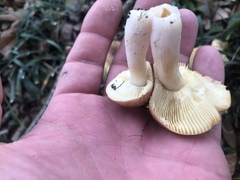 Russula appalachiensis