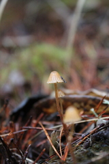 Galerina semilanceata