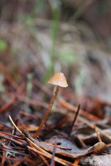 Galerina semilanceata