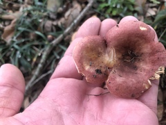 Russula appalachiensis