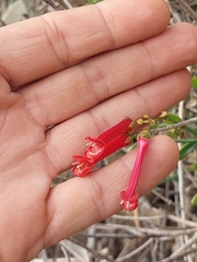 Gambelia juncea