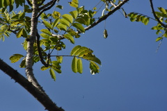 Zanthoxylum