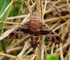 Amphion floridensis