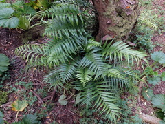 Asplenium scleroprium