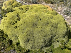 Bolax gummifera