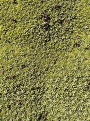 Bolax gummifera