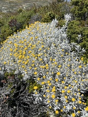 Senecio magellanicus