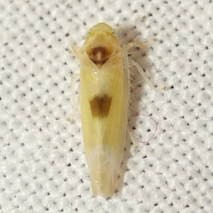 Empoa albicans