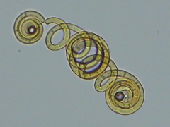 Helicoon auratum