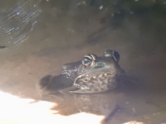 Lithobates brownorum