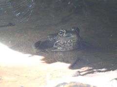 Lithobates brownorum