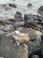 Pelecanus occidentalis urinator
