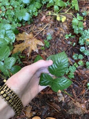 Rubus ursinus macropetalus