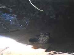 Lithobates brownorum