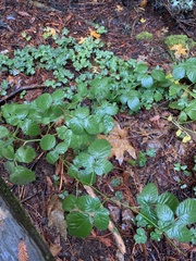 Rubus ursinus macropetalus