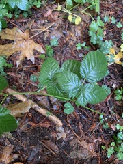 Rubus ursinus macropetalus